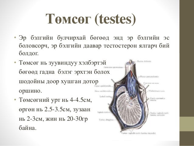 Төмсөг түүний үүсэл хөгжил, макро микро бүтэц