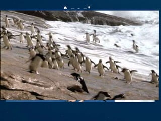 Пінгвіни Аделі — вид пінгвінів, поширений на всьому
узбережжі Антарктиди та антарктичних островах. Це один з
найпівденніших видів морських птахів і один із найпоширеніших видів
пінгвінів. Названий французьким дослідником Дюмоном д'Урвієм на ім'я
своєї дружини, Аделі́. Він ковзає по поверхні, як морська свинка. Верх тіла
чорний, черево біле. Навколо ока біле кільце. Найнебезпечніший ворог
пігвіна Аделі - це леопардовий тюлень , оскільки у нього найгостріші зуби з
усіх ворогів пінгвіна Аделі. Ще одним з ворогів Аделі є пінгвіни без дітей,
тому що вони можуть вкрасти яйця, так як всі пінгвіни хочуть мати дітей.
 