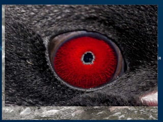 Пінгві́н золотоволо́ сий — вид птахів з роду Чубаті
пінгвіни родини пінгвінових.Спина темного кольору, голова
майже чорна, черево — біле. Відрізняється наявністю над очима
золотаво-жовтих пучків пір'я, які утворюють «чубчик». Саме ним
птах завдячує своєю назвою. Золотоволосий пінгвін зображений
на прапорі і гербі британської заморської території Південна Георгія
і Південні Сандвічеві острови.
 