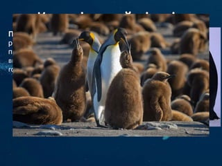 Пінгві́н королі́вський — нелітаючий вид птахів
родини пінгвінових. Це другий за розмірами вид пінгвінів
після імператорського. Королівський пінгвін харчується
винятково тваринною їжею. Основу їх раціону складають риба,
головоногі молюски, кальмари та планктон.
 