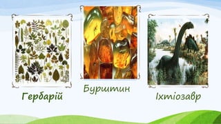 Гербарій
Бурштин
Іхтіозавр
 