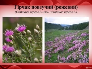 Презентація кукурудза | PPT