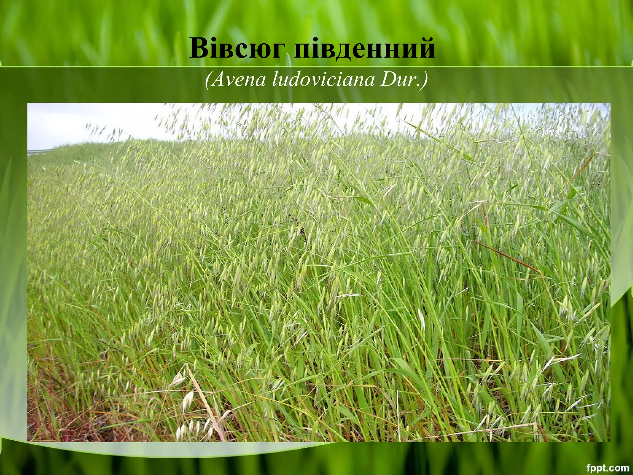 ppt