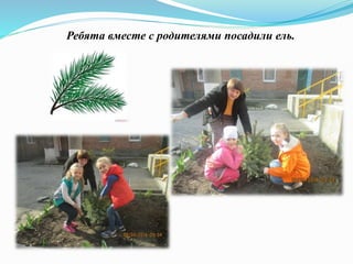 Ребята вместе с родителями посадили ель.
 