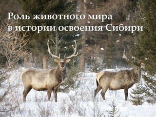 Роль животного мира
в истории освоения Сибири
 