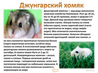 Породы хомячков Сляднева А. | PPT