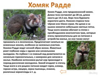 Хомяк Радде, или предкавказский хомяк.
Длина тела составляет до 28 см, длина
хвоста до 14,5 мм. Верх тела буровато-
охристого цвета. Нижняя сторона тела
чёрная или тёмно-серая. На щеках и за
ушами имеются небольшие светлые пятна.
Чаще всего хомяки обитают в степях с
преобладанием многолетних трав, которые
очень привлекательны для их питания и
устройства жилья, но они также могут
проживать и в лесополосах. Предпочитают селиться на
освоенных землях, особенно на залежных участках.
Хомяки Радде ведут ночной образ жизни. Животные
роют глубокие норы с одним или несколькими
выходами. На глубине 1 м главный ход разветвляется на
несколько горизонтальных, с камерами для запасов и
жилья. Наиболее интенсивно рытьё нор происходит в
период расселения молодняка. Зимой впадают в спячку.
Чаще всего в его рацион питания входят горох, клевер,
горная астра, люцерн, зерна пшеницы, ячменя,
различные корнеплоды и т. д.
 