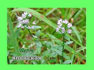 мята истинная (mint true)