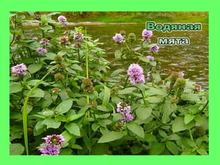 мята истинная (mint true)