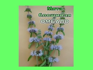 мята истинная (mint true)