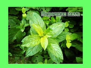 мята истинная (mint true)