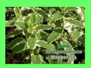 мята истинная (mint true)