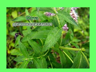 мята истинная (mint true)