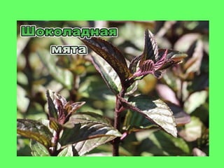 мята истинная (mint true)