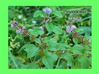 мята истинная (mint true)