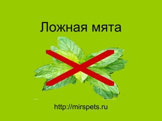 Ложная мята
http://mirspets.ru
 