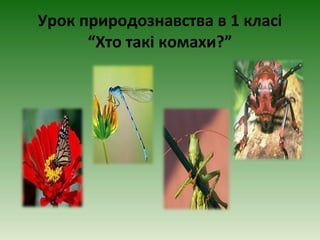 Урок природознавства в 1 класі
“Хто такі комахи?”
 