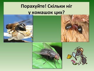 Порахуйте! Скільки ніг
у комашок цих?
 