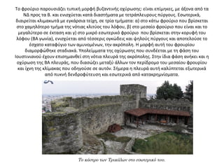 Το φρούριο παρουσιάζει τυπική μορφή βυζαντινής οχύρωσης: είναι επίμηκες, με άξονα από τα
ΝΔ προς τα Β. και ενισχύεται κατά διαστήματα με τετράπλευρους πύργους. Εσωτερικά,
διαιρείται κλιμακωτά με εγκάρσια τείχη, σε τρία τμήματα: α) στο κάτω φρούριο που βρίσκεται
στο χαμηλότερο τμήμα της νότιας κλιτύος του λόφου, β) στο μεσαίο φρούριο που είναι και το
μεγαλύτερο σε έκταση και γ) στο μικρό εσωτερικό φρούριο που βρίσκεται στην κορυφή του
λόφου (ΒΑ γωνία), ενισχύεται από τέσσερις ογκώδεις και ψηλούς πύργους και αποτελούσε το
έσχατο καταφύγιο των αμυνομένων, την ακρόπολη. Η μορφή αυτή του φρουρίου
διαμορφώθηκε σταδιακά. Υπολείμματα της οχύρωσης που συνδέεται με τη φάση του
Ιουστινιανού έχουν επισημανθεί στη νότια πλευρά της ακρόπολης. Στην ίδια φάση ανήκει και η
οχύρωση της ΒΑ πλευράς, που διασώζει μεταξύ άλλων τον περίδρομο του μεσαίου φρουρίου
και ίχνη της κλίμακας που οδηγούσε σε αυτόν. Σήμερα η πλευρά αυτή καλύπτεται εξωτερικά
από πυκνή δενδροφύτευση και εσωτερικά από κατακρημνίσματα.
Το κάστρο των Τρικάλων στο εσωτερικό του.
 