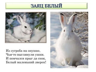 ЗАЯЦ БЕЛЫЙ
Из сугроба на опушке,
Чьи-то выглянули ушки.
И помчался прыг да скок,
Белый маленький зверек!
 