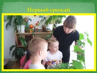 Огород на окне