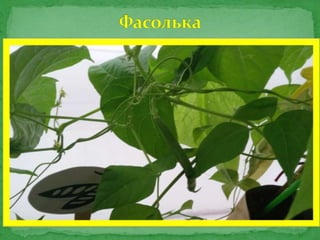 Огород на окне