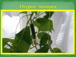 Огород на окне