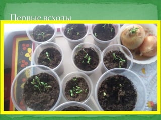 Огород на окне