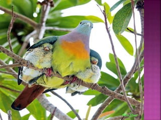 формирование привязанности в раннем возрасте