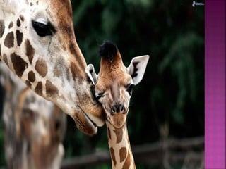 формирование привязанности в раннем возрасте