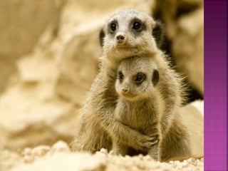 формирование привязанности в раннем возрасте