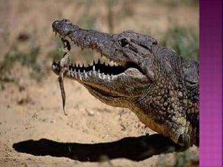 формирование привязанности в раннем возрасте