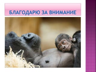 формирование привязанности в раннем возрасте