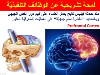 ‫ة‬ّ‫ي‬‫التنفيذ‬ ‫الوظائف‬ ‫عن‬ ‫تشريحية‬ ‫لمحة‬
‫حادثة‬ ‫منذ‬‫فينيس‬‫كايج‬‫الفص‬ ‫دور‬ ‫فهم‬ ‫على‬ ‫العلماء‬ ‫يعمل‬‫الجبهي‬
‫وبالتحديد‬”‫أمام‬ ‫القشرة‬‫ة‬ّ‫ي‬‫جبه‬“‫العلي‬ ‫ة‬ّ‫ي‬‫المعرف‬ ‫ات‬ّ‫ي‬‫العمل‬ ‫في‬‫ا‬.
Prefrontal Cortex
 