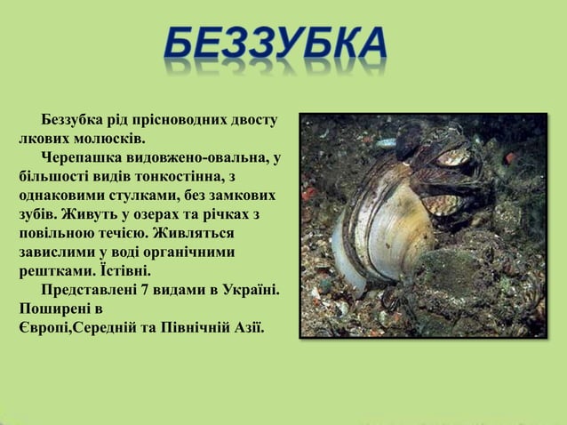 Фауна Солодкого Лиману | PPT