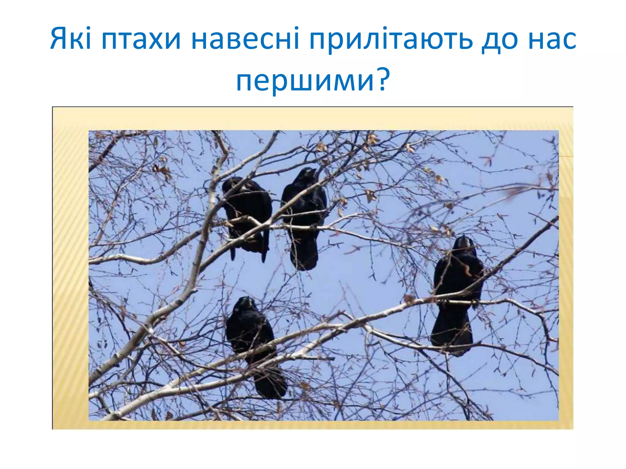 Які птахи навесні прилітають до нас
першими?
 