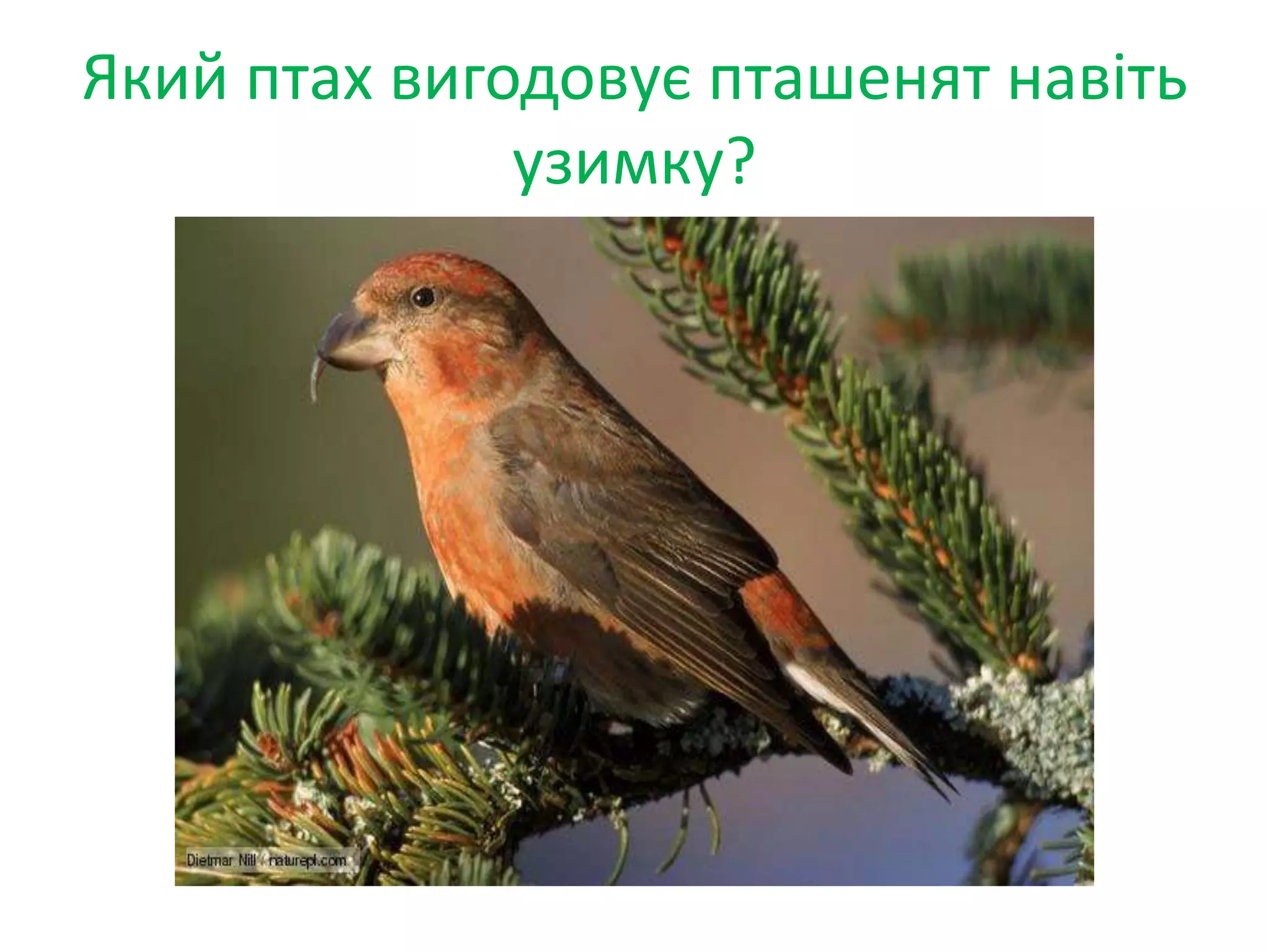 Який птах вигодовує пташенят навіть
узимку?
 