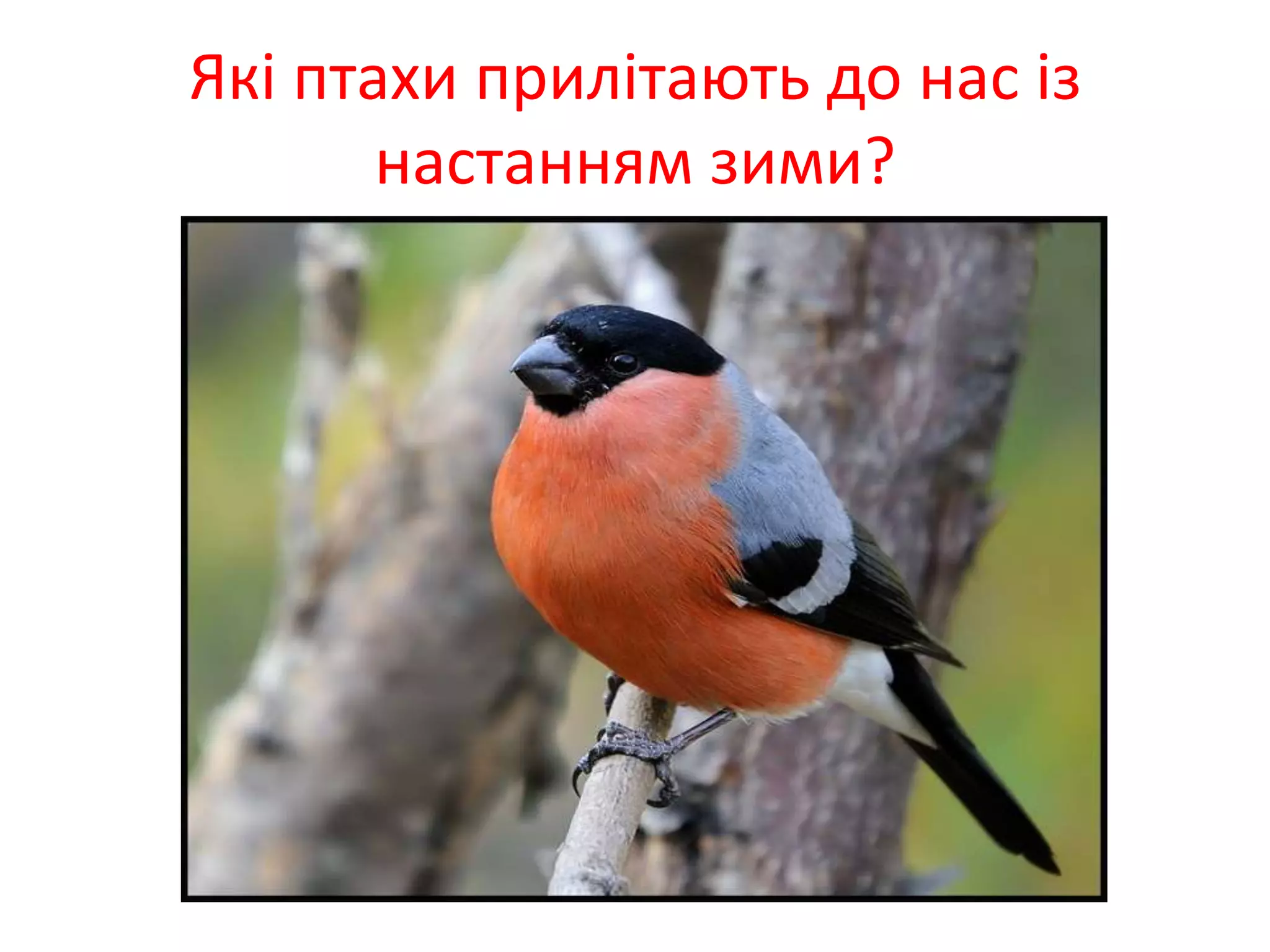 Які птахи прилітають до нас із
настанням зими?
 