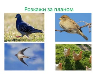 Розкажи за планом
 