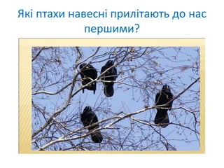 Які птахи навесні прилітають до нас
першими?
 