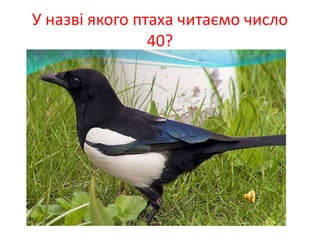 У назві якого птаха читаємо число
40?
 