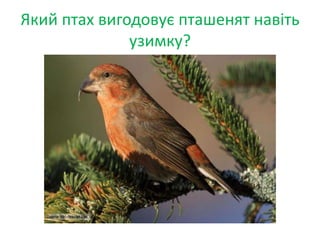 Який птах вигодовує пташенят навіть
узимку?
 