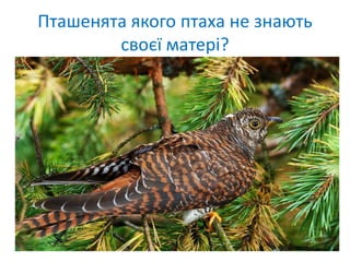 Пташенята якого птаха не знають
своєї матері?
 