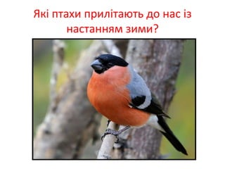 Які птахи прилітають до нас із
настанням зими?
 