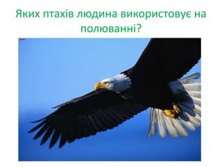 Яких птахів людина використовує на
полюванні?
 