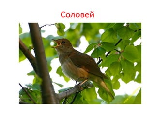 Соловей
 
