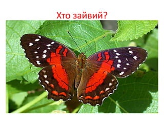 Хто зайвий?
 