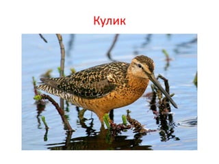 Кулик
 