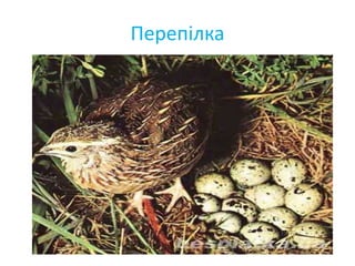Перепілка
 
