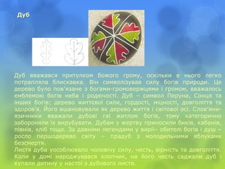 Дуб
Дуб вважався притулком божого грому, оскільки в нього легко
потрапляла блискавка. Він символізував силу богів природи. Це
дерево було пов’язане з богами-громовержцями і громом, вважалось
емблемою богів неба і родючості. Дуб – символ Перуна, Сонця та
інших богів; дерево життєвої сили, гордості, міцності, довголіття та
здоров’я. Його вшановували як дерево життя і світової осі. Слов’яни-
язичники вважали дубові гаї житлом богів, тому категорично
забороняли їх вирубувати. Дубам у жертву приносили биків, кабанів,
півнів, хліб тощо. За давніми легендами у вирії– обителі богів і душ –
росло першодерево світу – прадуб з молодильними яблуками
безсмертя.
Листя дуба уособлювало чоловічу силу, честь, вірність та довголіття.
Коли у домі народжувався хлопчик, на його честь саджали дуб і
купали дитину у настої з дубового листя.
 